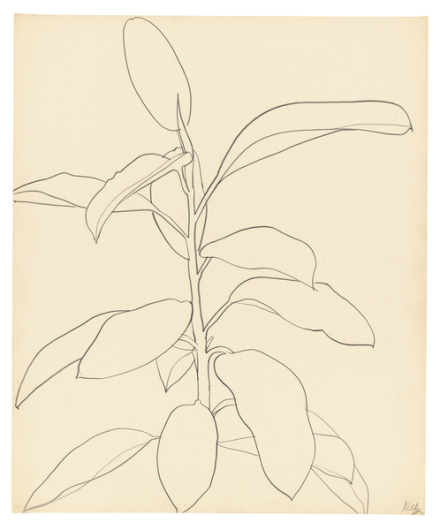 Ellsworth Kelly, Rubber Plant (1957), via Matthew Marks