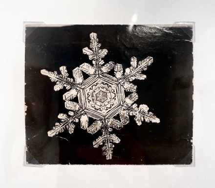 Wilson Bentley, Snowflake 5 (1900), all images via Georgia Suter for Art Observed